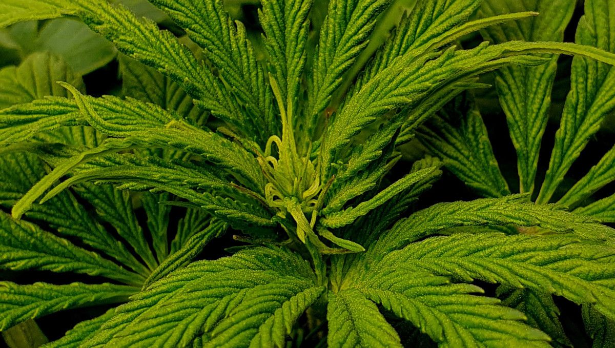 Gorilla Cookies FF cannabis strain: transition (pre-flower) | a plant's top on the cusp of flowering