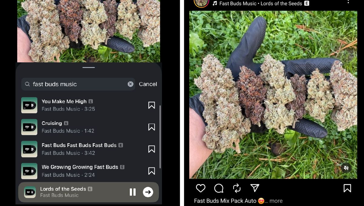 식물을 돌보는 재배자들을 위한 Fast Buds 뮤직, Spotify에서 즐길 수 있습니다.
