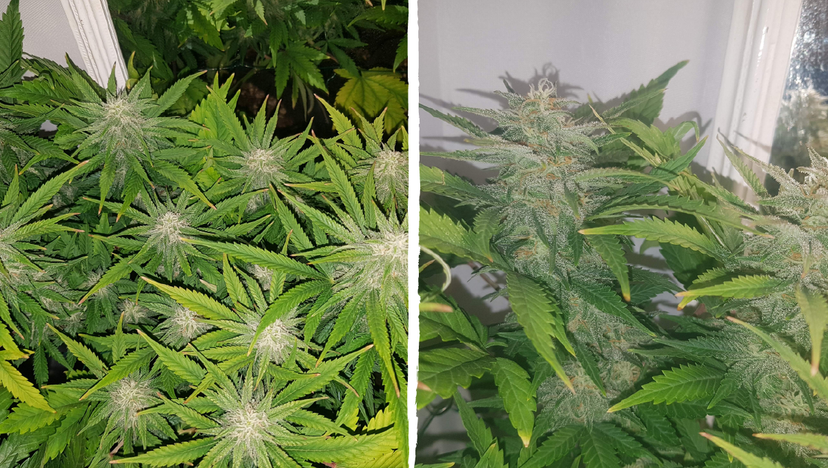 Bruce banner auto cannabis strain: mid flower (bulk phase) | weeks 8-9