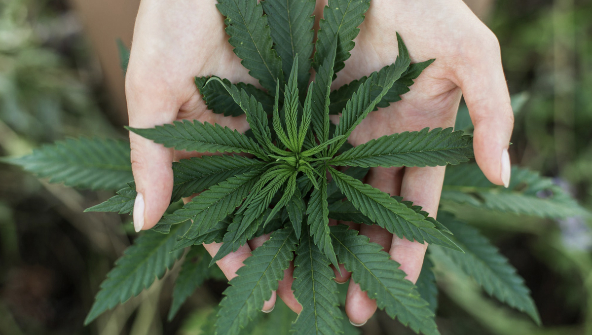 Germany: Future Coalition Government Urged to Legalize Plants: Young woman's hands holding a plants plant top