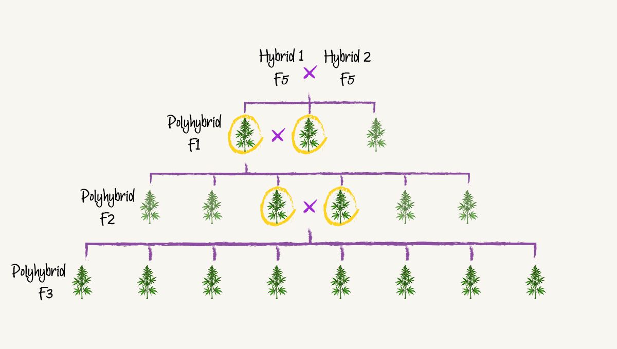 polyhybrid breeding