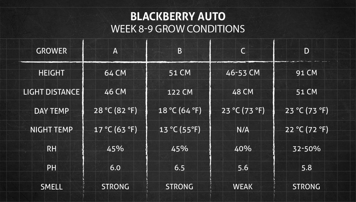 Blackberry Auto cannabis strain: weeks 8-9 grow conditions