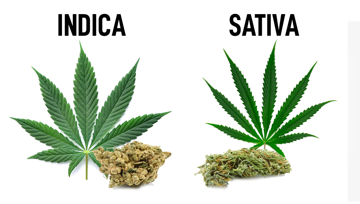 Types of Сannabis - The Different Kinds Of Weed: A juxtaposition of an Indica leaf and bud and a Sativa leaf and bud