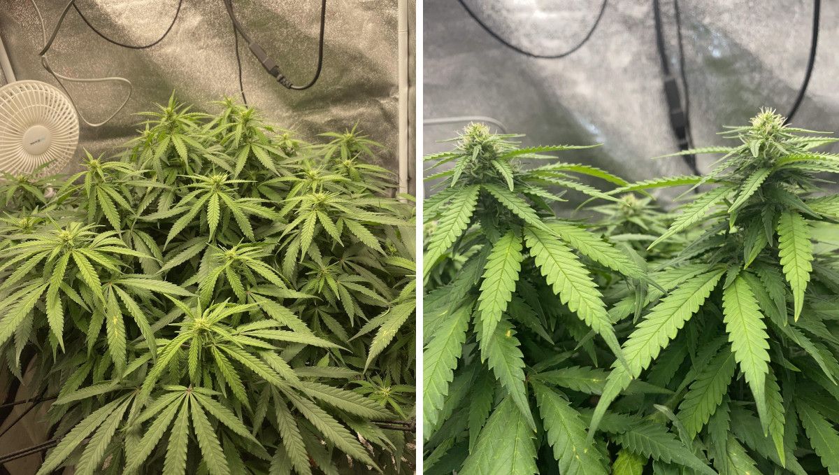 Wedding Cheesecake FF cannabis strain: early flower | weeks 8-9 | a stocky bushy ganja plant indoors