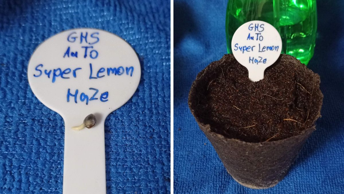 Super Lemon Haze Auto cannabis strain: germination and seedling stage | week 1 | a marijuana seed showing the taproot and a jiffy cup filled with moistened peat moss