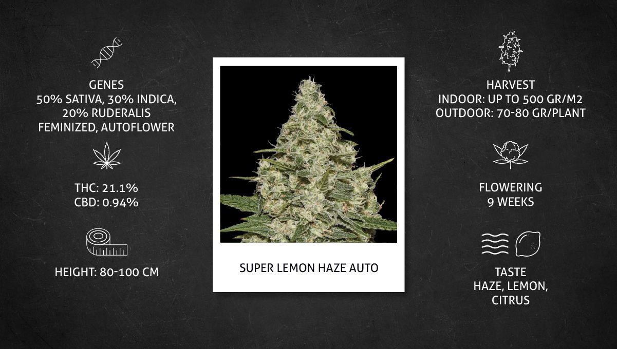 Super Lemon Haze Auto cannabis strain: specs sheet