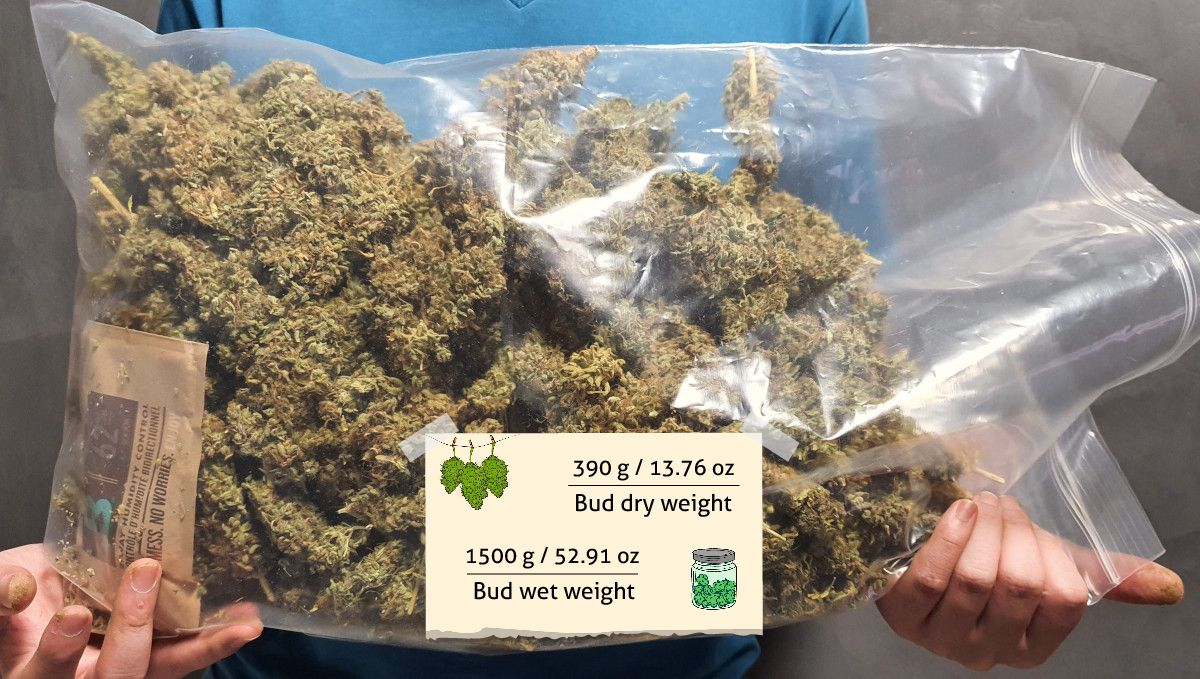 Pineapple Express Auto cannabis-variant: resultat – mann i T-skjorte holder enorm pose med buds