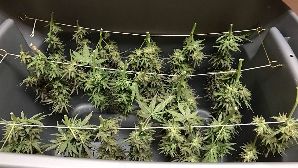 Gorilla cookies auto week-by-week guide: drying plants