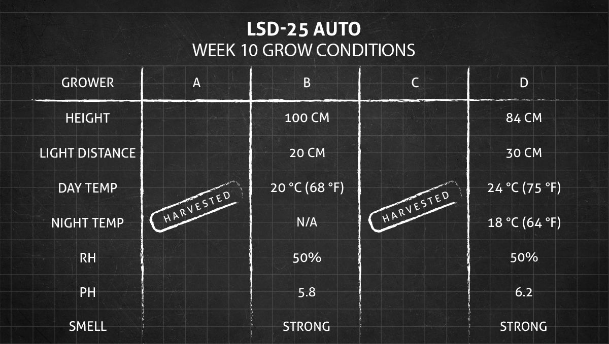 LSD-25 오토 대마초 스트레인: 10주차+ 재배 조건