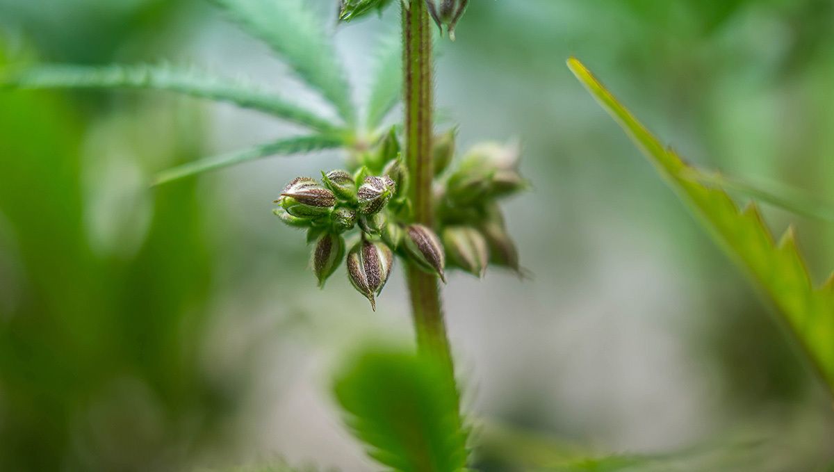 The history of autoflowering cannabis: cannabis ruderalis