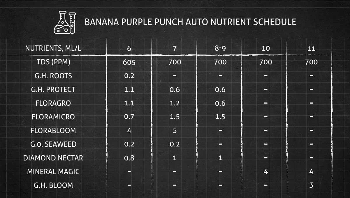Banana Purple Punch Auto भांग स्ट्रेन: फ्लावर न्यूट्रिएंट शेड्यूल