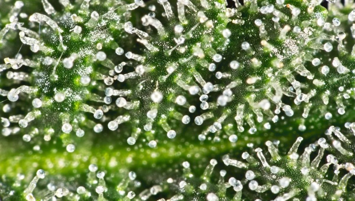 How to increase THC in cannabis plants: trichomes