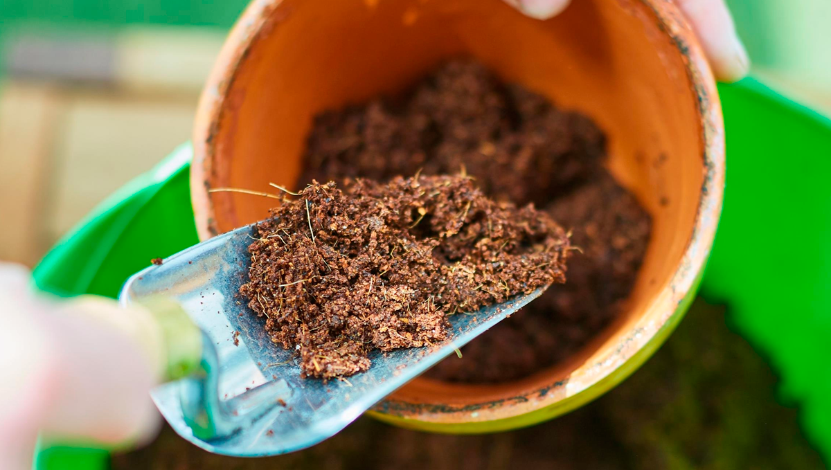 How to grow autos in coco coir: flushing How to grow autos in coco coir: flushing