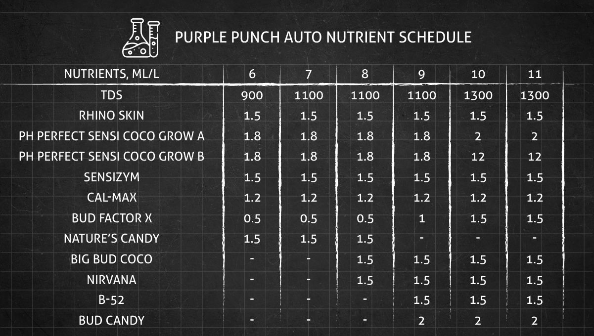 Purple Punch Auto plants seed: feeding chart for the flowering stage