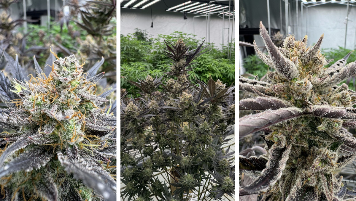 Guava Auto RF3 cannabisplanten met compacte toppen en gezonde groei