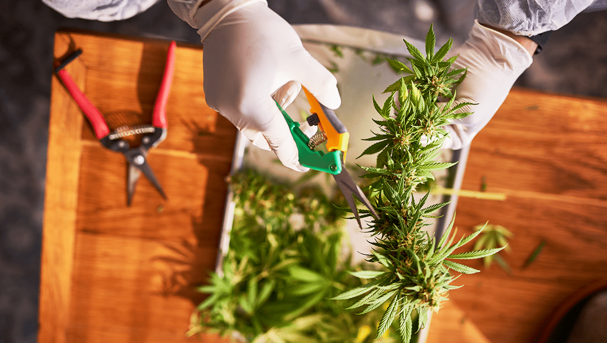 Cómo cultivar semillas de cannabis autoflorecientes al aire libre: Cosecha y curado
