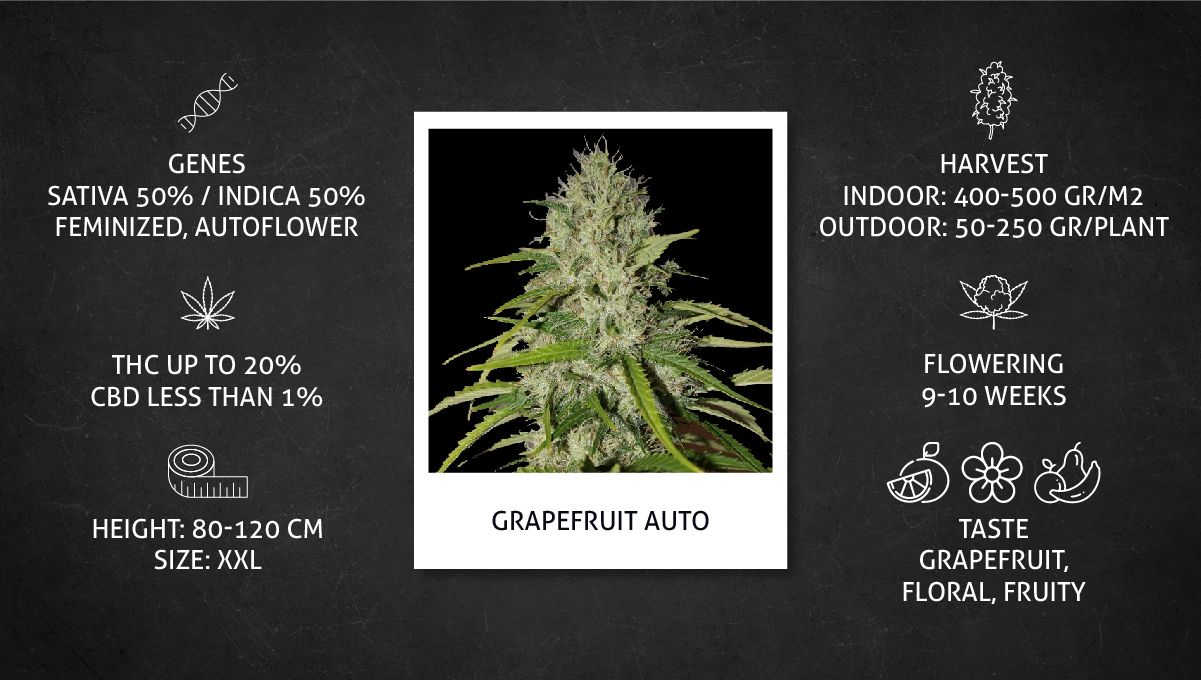 Grapefruit Auto cannabis strain: datasheet