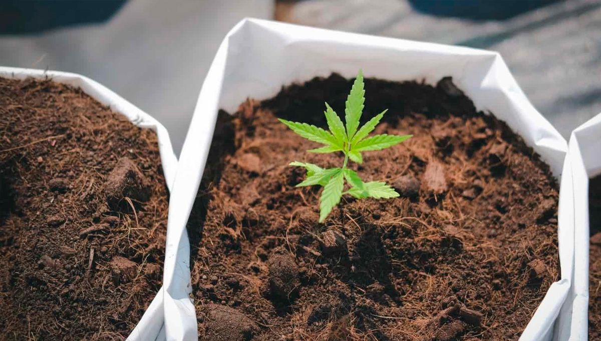The history of the z autoflowering strain