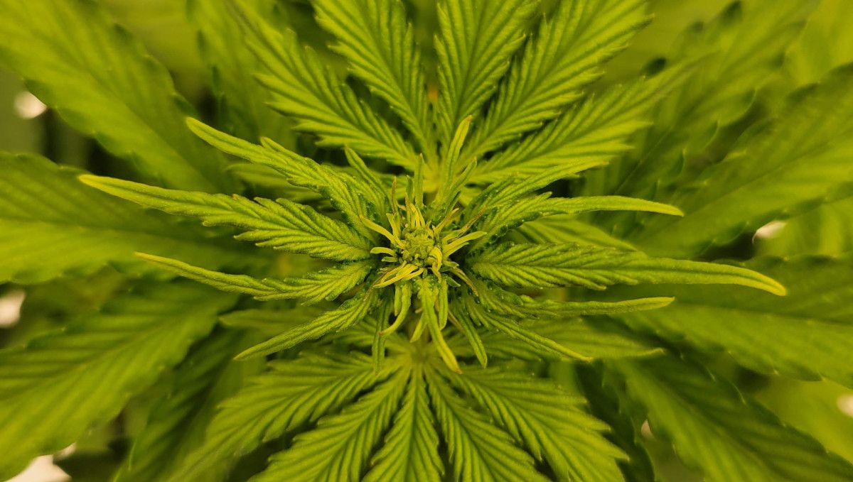 Gorilla Punch Auto 大麻品种：营养生长期中期 | 第3-4周 | 新叶上长起绒毛的植株顶端