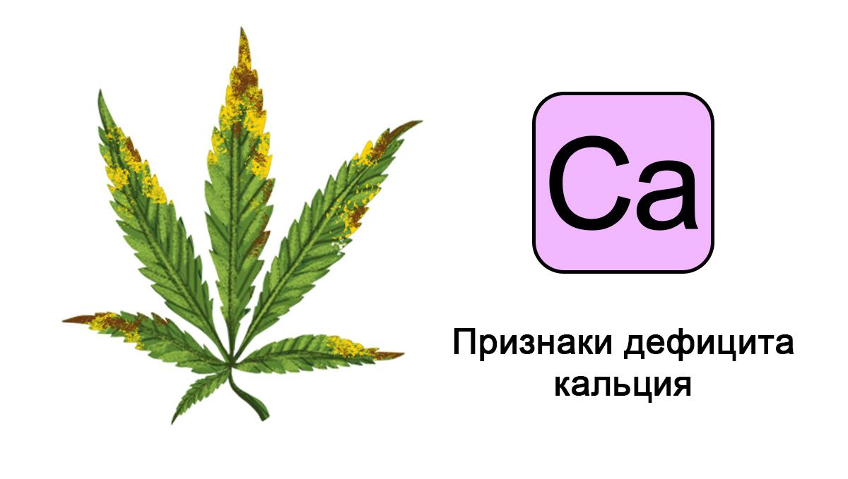 Дефицит кальция