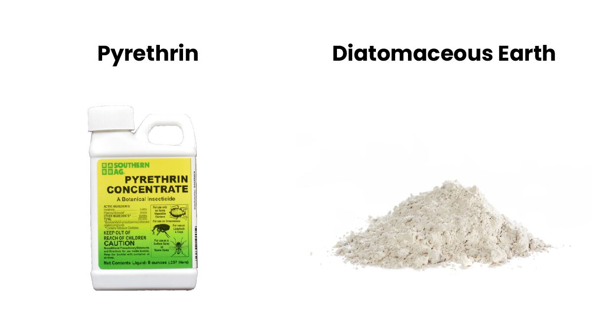 Organic pesticides for plants: pyrethrins and diatomaceous earth