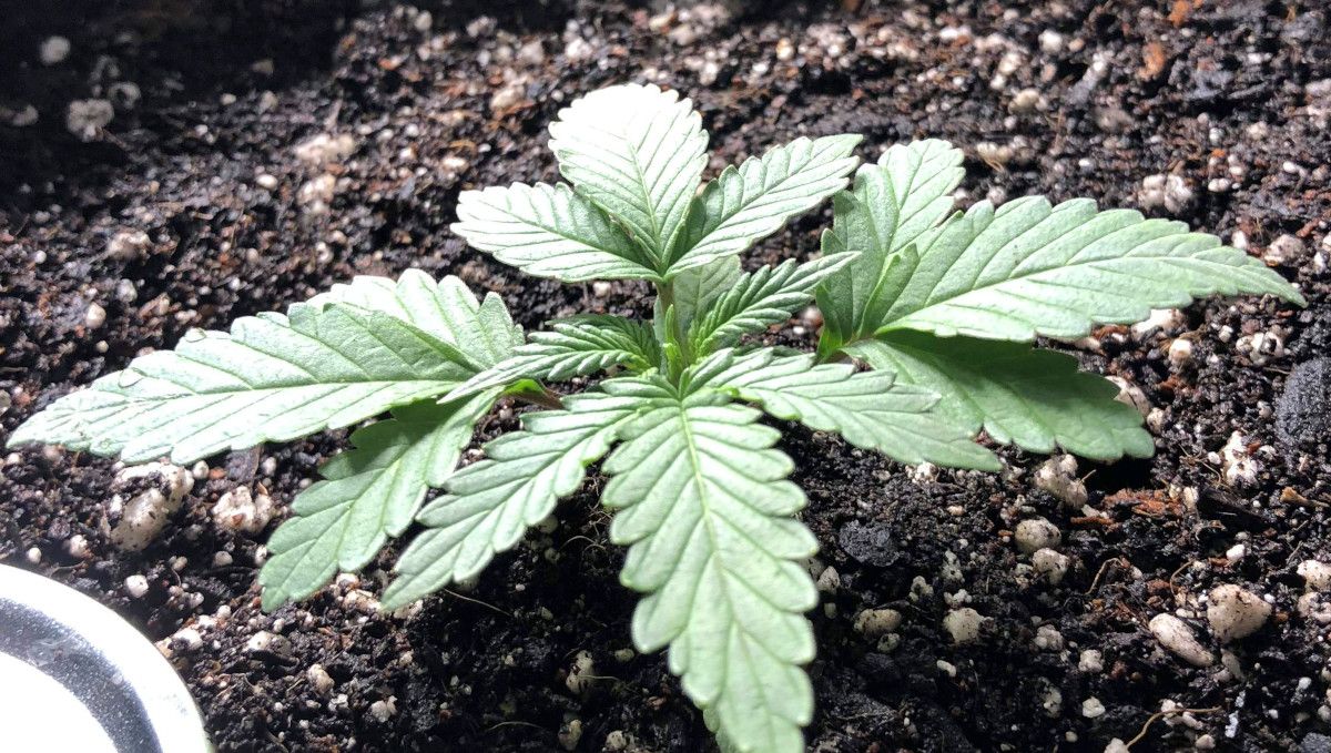 Girl Scout Cookies Auto Plants Seed Week-by-Week Guide: A closeup of a young plants plant at the end of the second week from seed