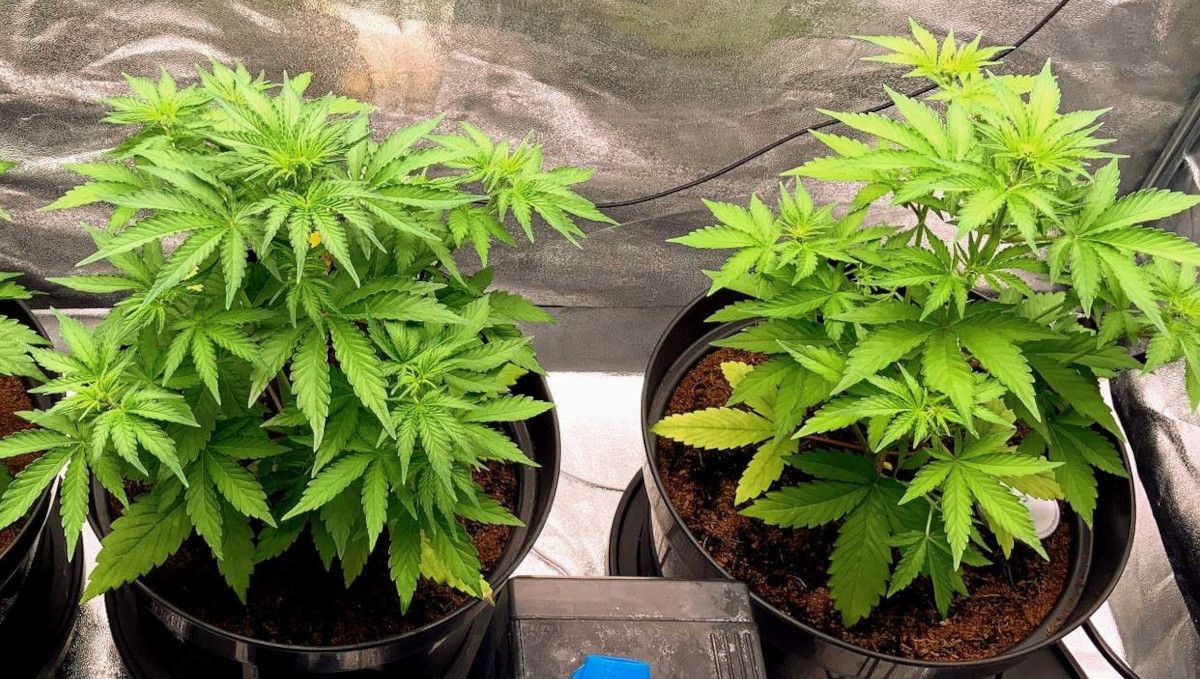 Gorilla Auto Cannabis Strain Week-by-Week Guide: Two big and health-looking autoflowers at the age of 4 weekds from seed, untrained but with many side branches