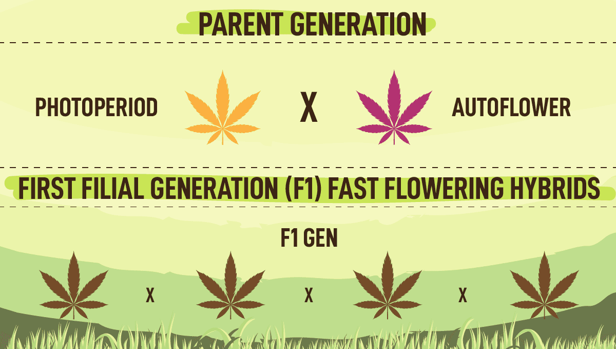 Fast Buds lancerer ny Fast Flowering serie: Hvordan Produceres Fast Flowering Strains?