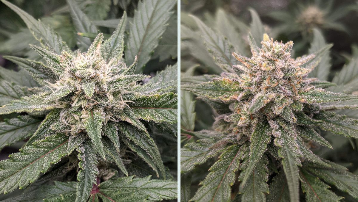Tropicana Cookies Auto 대마 스트레인: 숙성 및 수확 | 10주차 | 수확 전 꽃 변화 과정