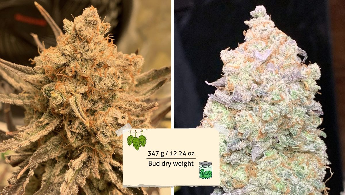 Six Shooter Auto cannabis strain: yield | closeups of super frosty buds before and after harvesting