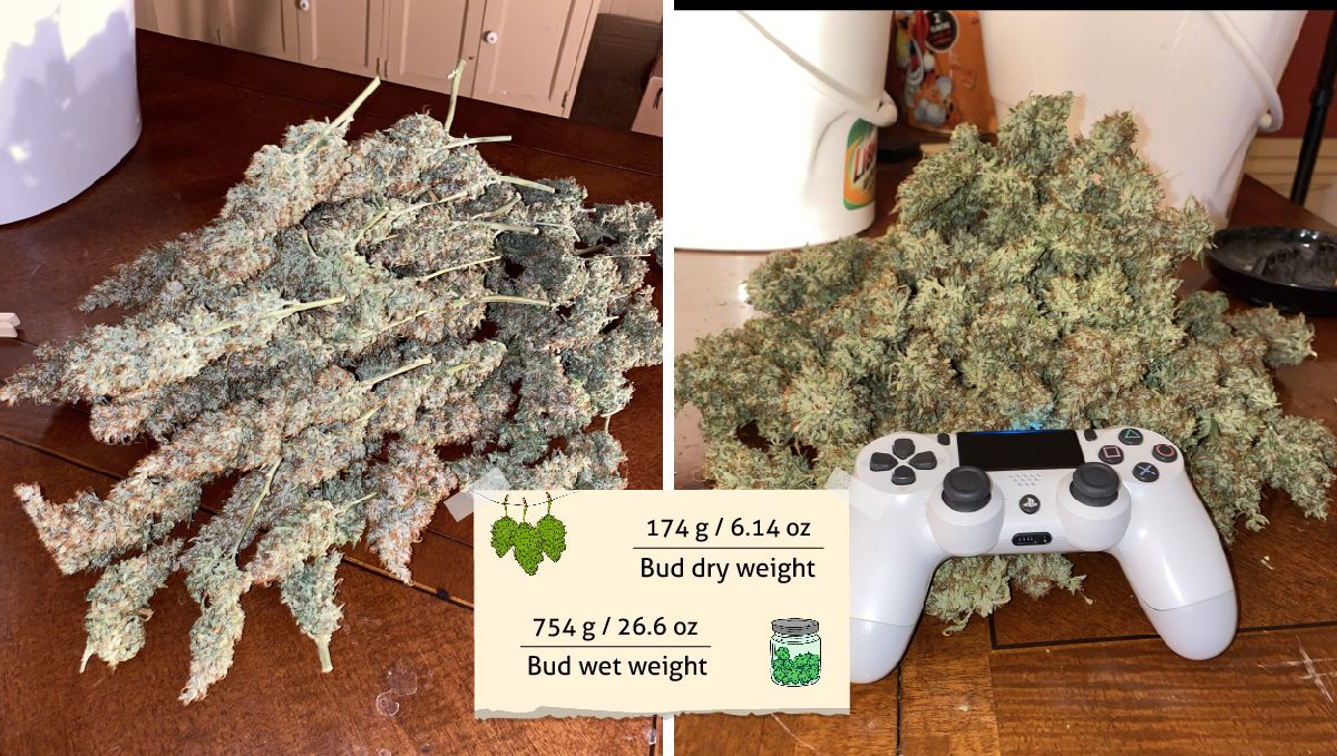 Pineapple Express Auto cannabis-variant: resultat – haug med tørkede buds og samme buds ferdig trimmet for curing