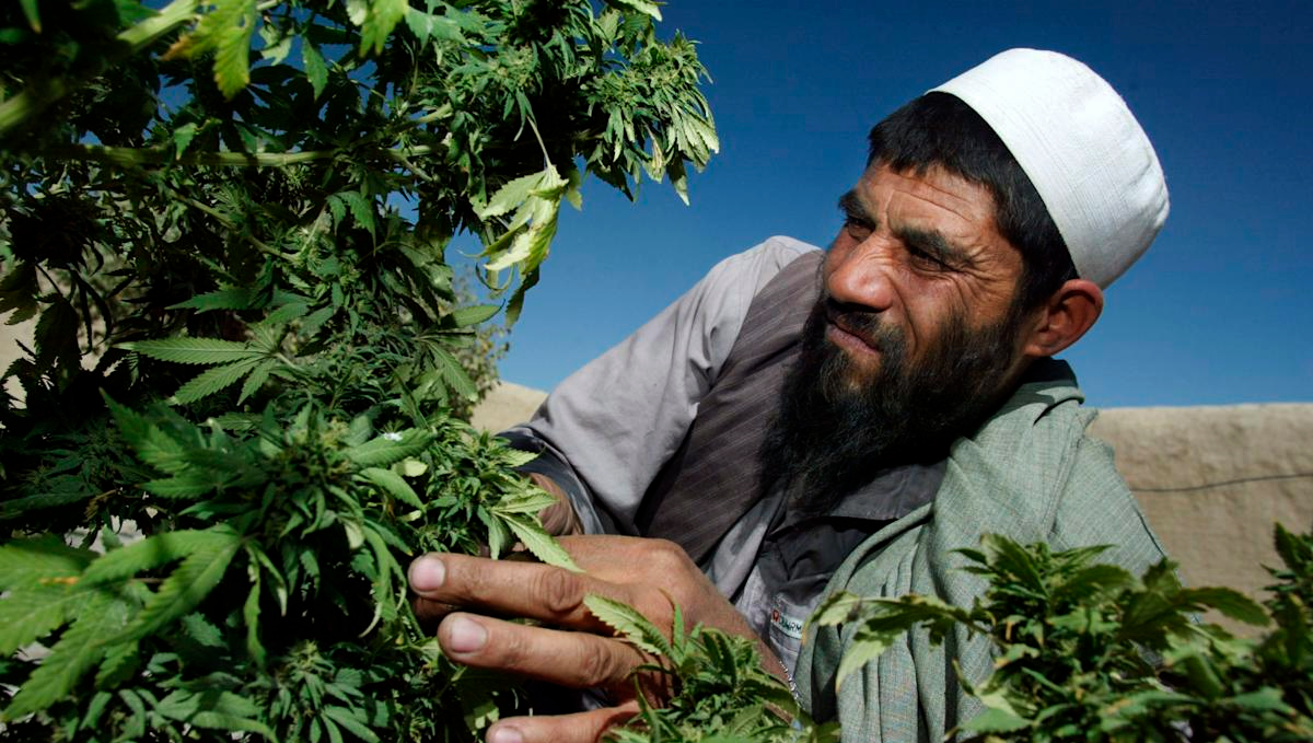 Plants in afghanistan: politics