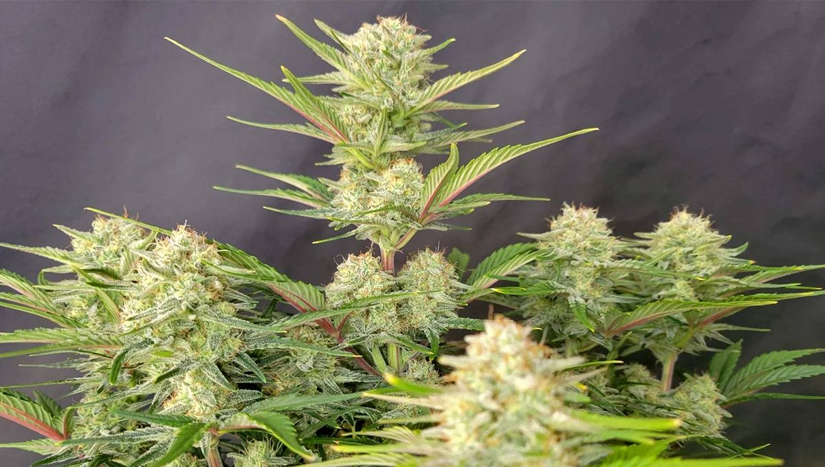 Top 5 best indoor autoflower strains: apricot auto
