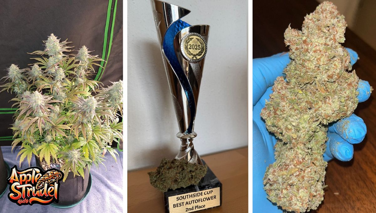Apple Strudel Auto strain showcased at the Southside Cup 2025 in Stuttgart, Germany.