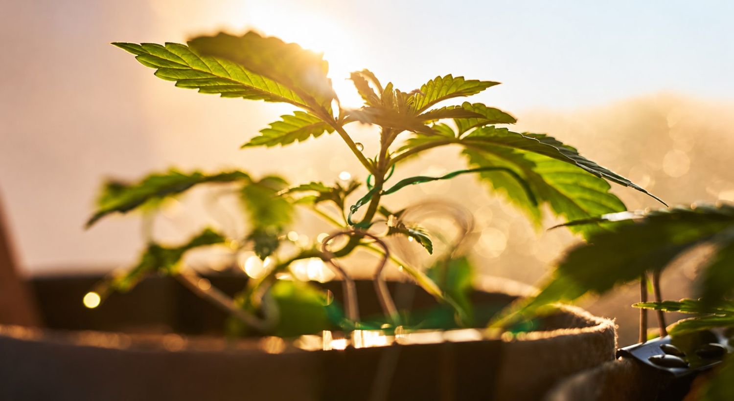 Autoflower kanepitaimede erinevate valgusrežiimide visuaalne võrdlus, rõhutades pimeduse vajadust.