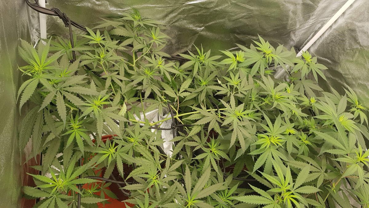 Wedding Cheesecake FF cannabis strain: transition (pre-flower) | week 7 | bushy indoor plants with yellowing tops as they are about to transition to budding