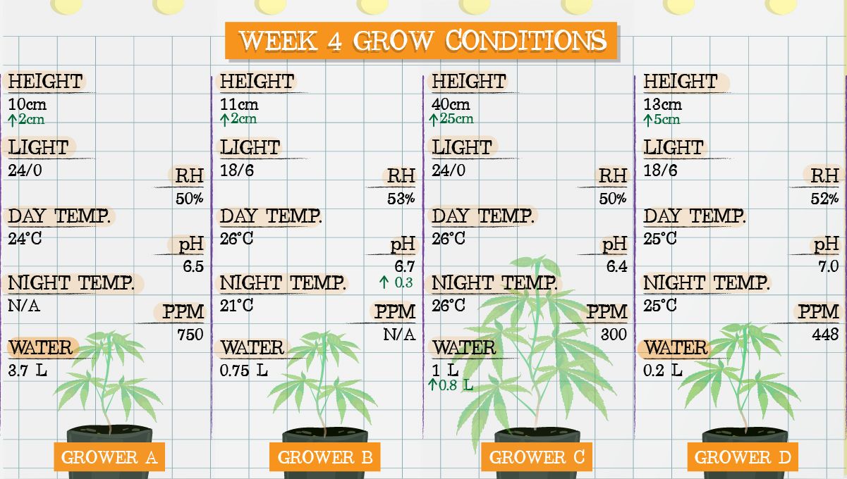 Gelato Auto Plants Seed Week-by-Week Guide: Grow conditions in week 4