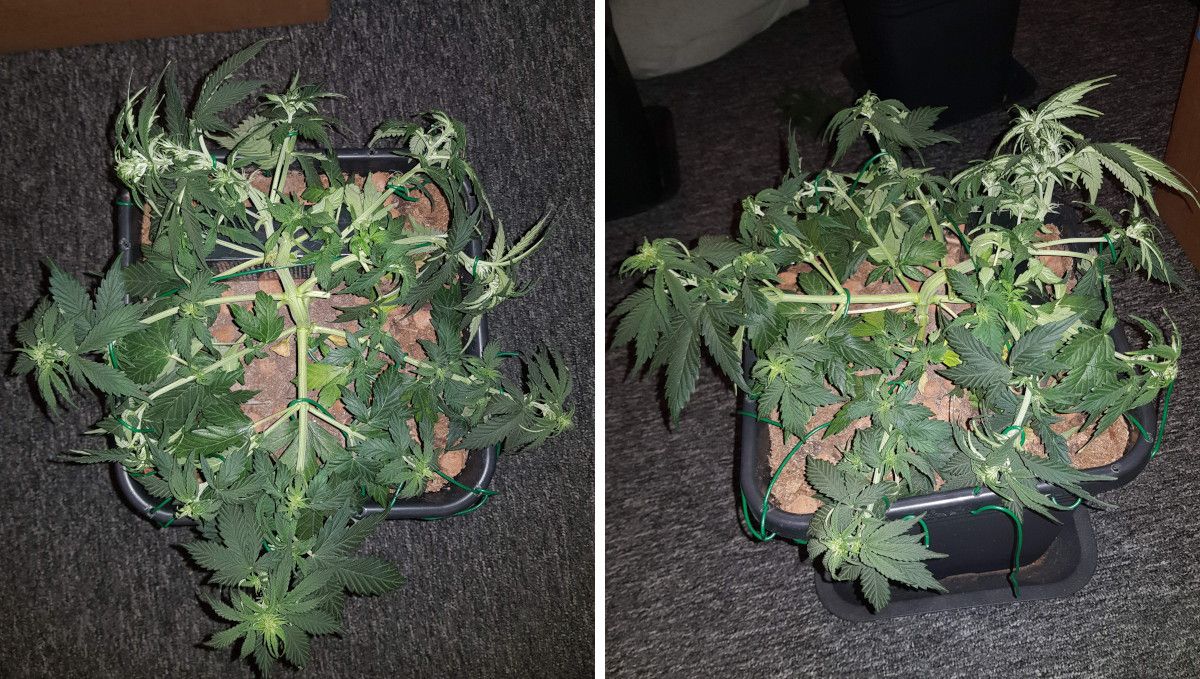 オートマザール大麻ストレイン：移行期（プレフラワー）| 5週目 | LST＆デフォリエーション済みインドア株