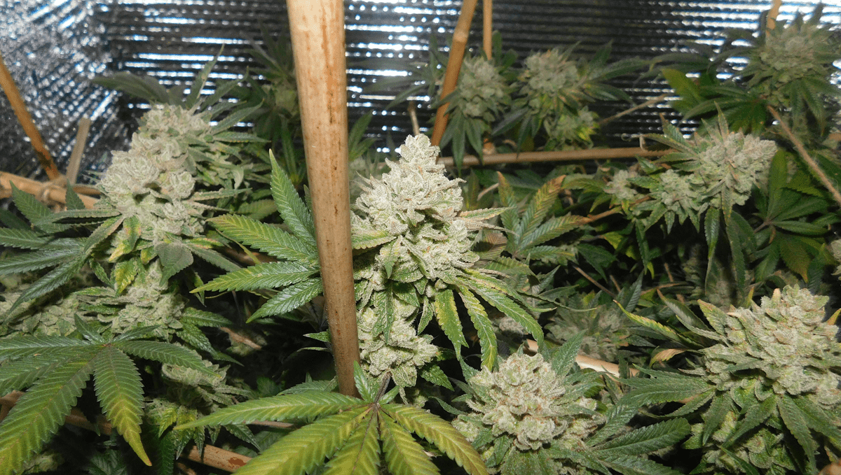 Top 5 ertragreichste Autoflower-Sorten: Gorilla Glue Auto