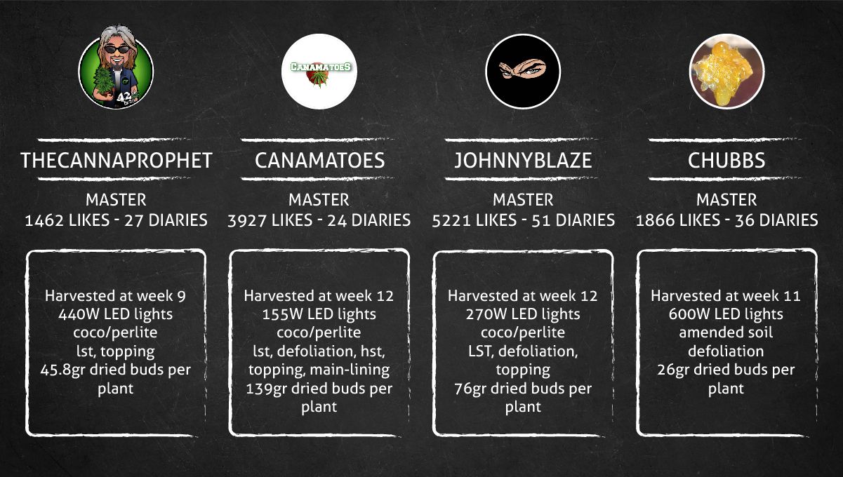 Purple Punch Auto Plants Seed Week-by-Week Guide: The outcome data sheet