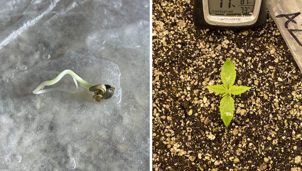 Amnesia Z Auto cannabis strain: germination and seedling stage | week 1 : a seed with a long taproot and a week-old seedling 