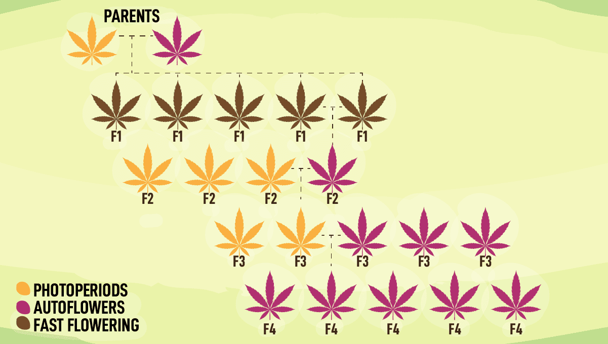 Fast Buds lancerer ny Fast Flowering serie: Hvordan Produceres Fast Flowering Strains?