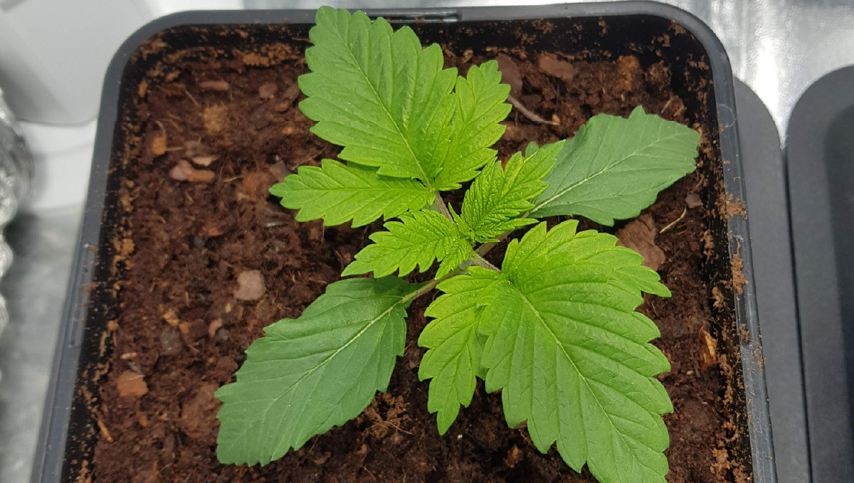 Moby dick auto week-by-week: week 1
