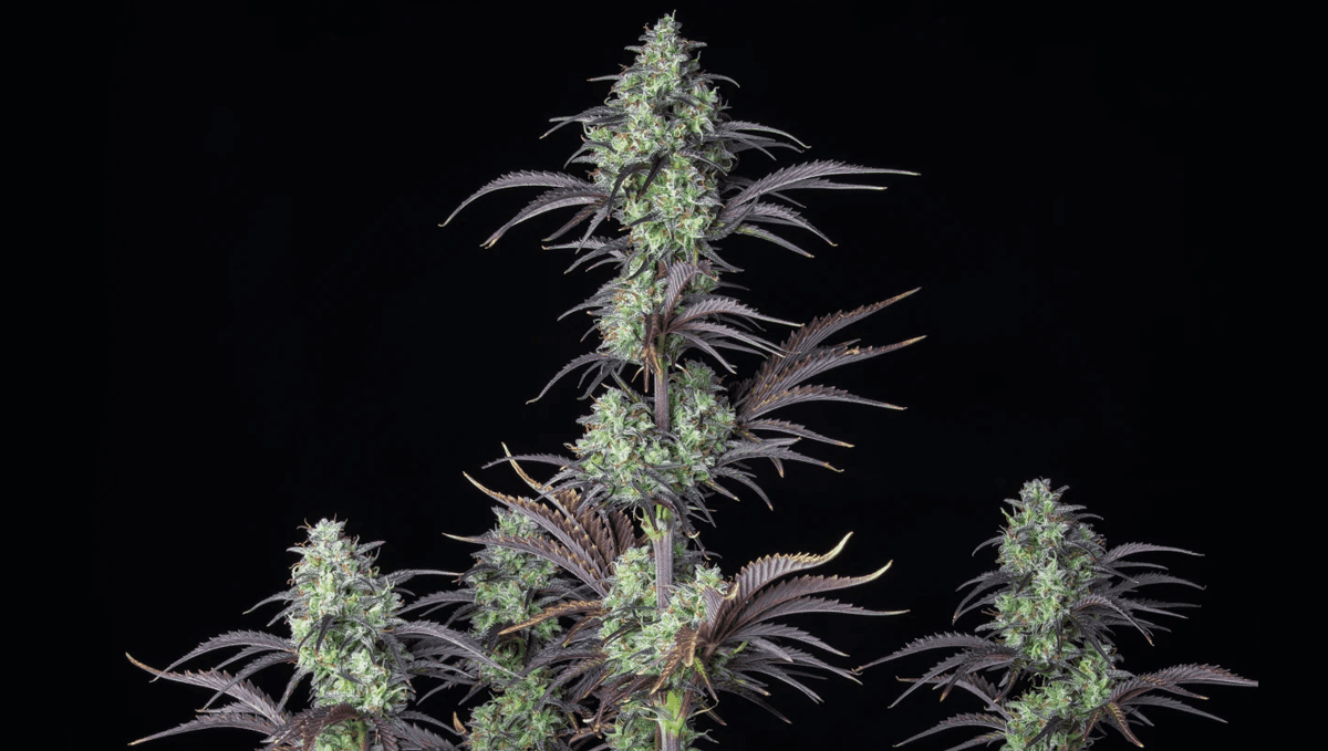 Top 5 best autoflowering strains for focus: mimosa cake auto