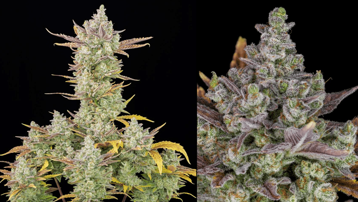 Top 5 highest THC autoflowering strains: gorilla cookies auto