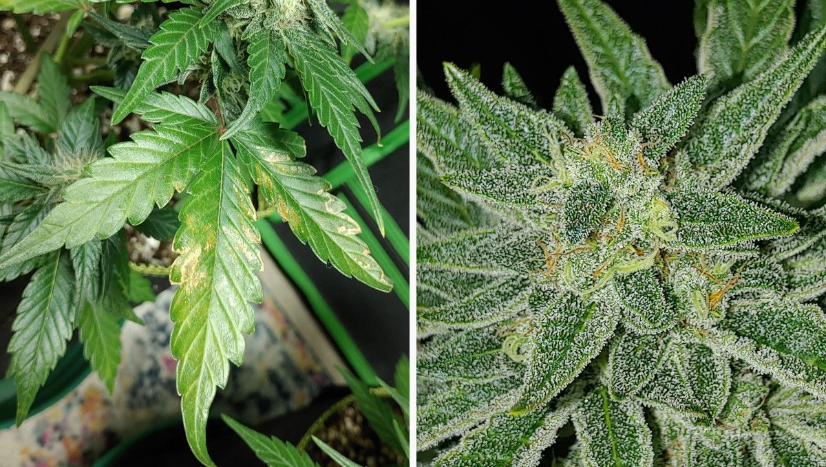 Purple Punch Auto Plants Seed Week-by-Week Guide: A plants leaf with spots of calcium deficiency and a closeup of a flowering top covered in frosts