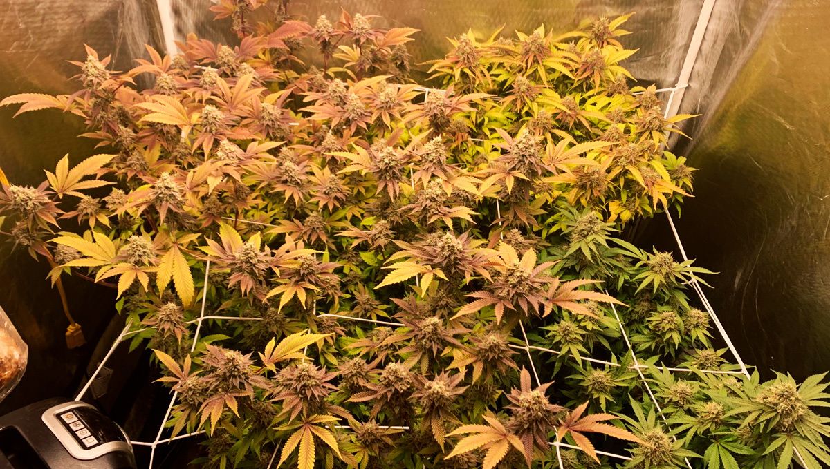 Girl scout cookies auto seed history: how to grow it