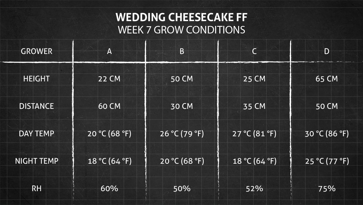 Wedding Cheesecake FF cannabis strain: week 7 grow conditions