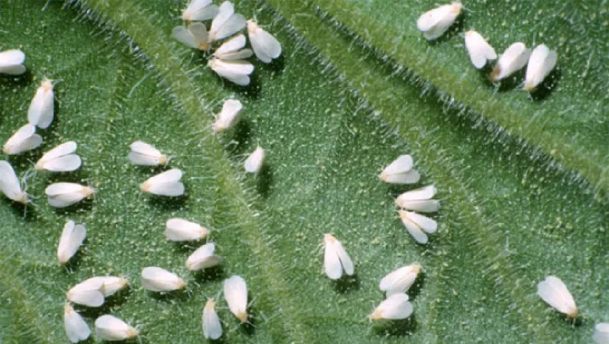 Most Common Pests In Plants: how to deal with them