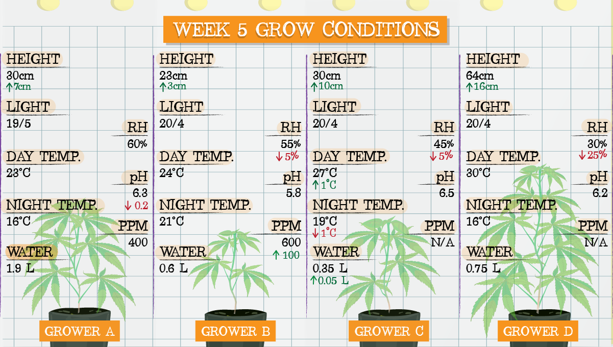 Strawberry Pie Auto Plants Seed Week-by-Week Guide: Week 5 grow conditions